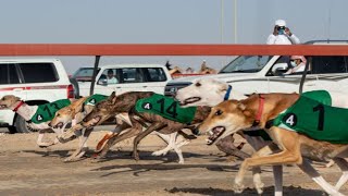 2023 Saluki Female Race Championship 25km [upl. by Elleon]