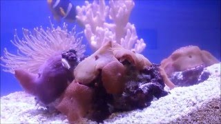 Bristle Worms Spawning in Aquarium [upl. by Redwine]