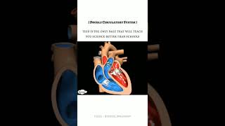 Heart as double pump 🤩fictional version sciencefacts heartwork fictionalscience [upl. by Gnivre572]