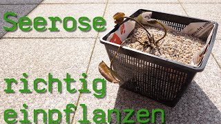 Seerosen richtig einpflanzen So geht´s richtig [upl. by Schlessel]