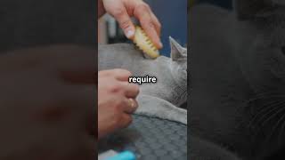 The Elegant Chartreux Cat pets pawsandwhiskers dog [upl. by Edana223]