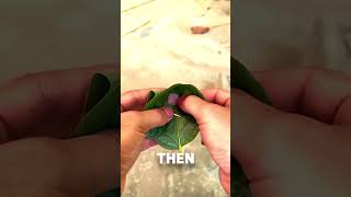 Catch Chicken With a LEAF 😱 shorts lifehacks lifetips [upl. by Abercromby168]