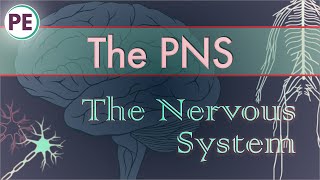 The Nervous System Peripheral Nervous System PNS [upl. by Lady762]