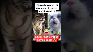 MACAN vs OYEN maungnya lebih serem mana nihshortvideo kucing funnyshorts lucu cat [upl. by Stedman230]