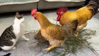 The kitten is very angry 💢The rooster and the hen bother the kittens to eat cute and funny animal [upl. by Danas354]