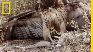 RedTailed Hawk vs Rattler  National Geographic [upl. by Friedly]