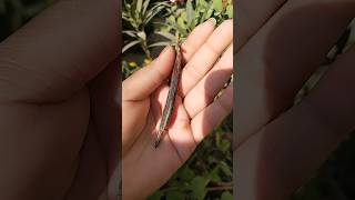 Harvest oleander seeds🤗😍 oleanderkaner harvest seeds plants terracegardning viralshort [upl. by Okimik9]