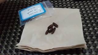 Dendrocalamus Sinicus seeds arrive from Yunnan bamboo China [upl. by Galvin]