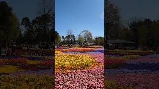 Floriade 2024 Canberra shrots youtubeshorts travel [upl. by Yasmin]