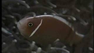 Clownfish and Sea Anemone Partnership  National Geographicflv [upl. by Crow]