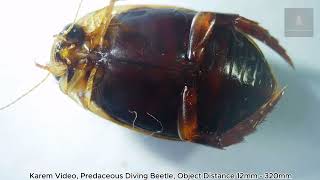 Exploring Predaceous Diving Beetle under a Microscope [upl. by Adaval]