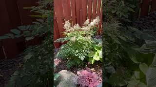 Goats beard Aruncus Diocicus garden gardening goatsbeard perennial ￼catherineshiddengarden [upl. by Nodroj]