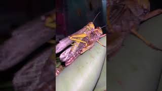 Locust love nature insects butterflynature lovepets animals wildlife [upl. by Enrika336]