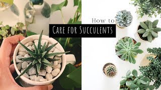 How to Care for Succulents in India  5 Simple Tips  Garden Up [upl. by Dlanigger461]