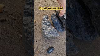 Finding ammonite fossils on the holderness coast fossilhunting with fossiliferous [upl. by Laith]