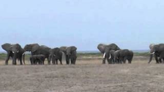 Elephants react to the recorded roar of a lion [upl. by Yeliw]