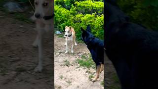 PoV  Lily ko Maazaa Aagaya 🤣🐕❤️🥰🐶shortsfeeddoglovershortsvideoshortsvideogermanshepherd [upl. by Svetlana]