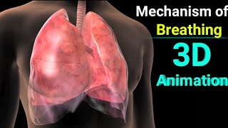 Mechanism Of Breathing InhalationExhalation 3D Animation Hindi 3Danimation [upl. by Sears]