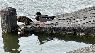 The Pond [upl. by Sundberg]