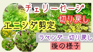 ガーデニング 切り戻し・剪定・花がら摘み｜チェリーセージ シモツケ ラベンダー エニシダ シマトネリコなど [upl. by Ahcmis44]