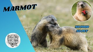 Marmot  No Food No Pet  AnimalEnigmas [upl. by Lebisor292]