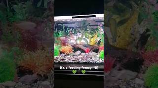 Tetra feeding frenzy aquarium plantedtank tetrafish tetras [upl. by Savell5]