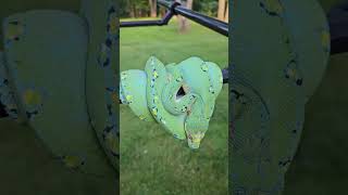 BLUE TREE PYTHON snake green blue python pythonsofig [upl. by Elleined62]