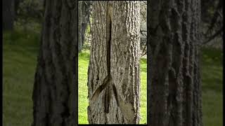 Mysterious Carvings found on trees at an old farm site [upl. by Burlie]