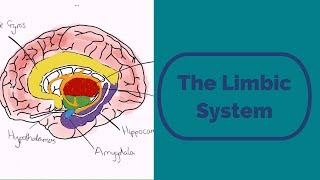 The Limbic System [upl. by Anahsak]