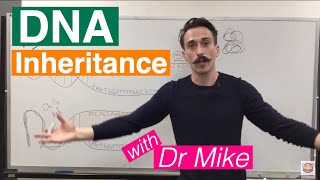 DNA Inheritance  Recessive and Dominant Inheritance [upl. by Noirod]