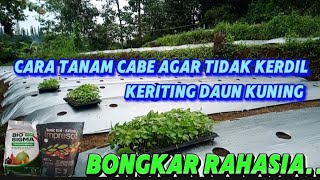 CARA TANAM CABE AGAR TIDAK KERDIL SERTA KERITING DAUN KUNING [upl. by Mccreary]