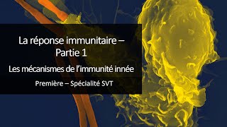 Cours Spé SVT 1eres  Immunité 1  Les mécanismes de limmunité innée [upl. by Kirsti]