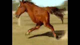 Two Legged Running Horse [upl. by Rollet]