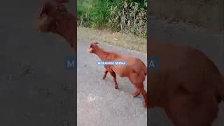 M FARMING ODISHA viralvideo sheepfarming animals sheepfarm viralshorts [upl. by Nevaj990]