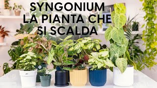 Syngonium i segreti per la sua cura [upl. by Leugim718]