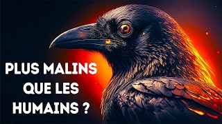 Les Corbeaux ne Sont Pas Juste Malins Ils Sont Diablement Intelligents [upl. by Boehike]