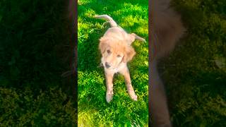 “Just say hi”  subscribe puppy starbucks pet dog story goldenretriever dunkindonuts [upl. by Melania]