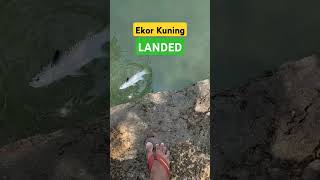 Para Pemaser Auto Senyum Kalo Dapat Ikan Ini shorts fishing trending [upl. by Caressa196]