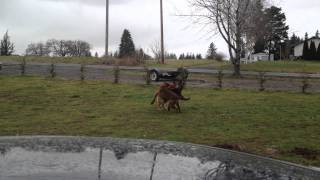 German Shepherd fighting American Staffordshire Terrier [upl. by Kline16]