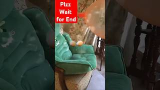 Amaira ka balloon foot Gaya 😱😂 shorts trending viralvideo amaira balloon cat funny comedy [upl. by Liamsi]