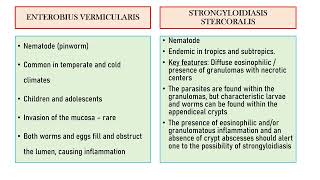 enterobius vs strongioloides [upl. by Etteluap]