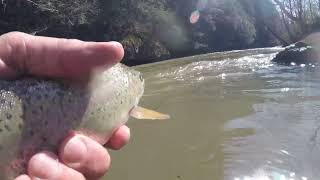 Fly fishing Clear Creek in Lancaster OH HD 720p [upl. by Analihp]