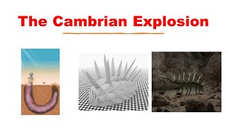 Life In The Cambrian [upl. by Dowd]