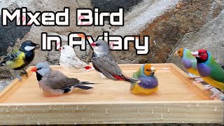 Mixed Bird Aviary  Finches bathing in the aviary [upl. by Perusse]