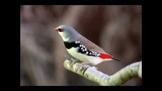 Aves Ornamentales en Colombia [upl. by Cherian]