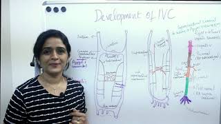 Development of IVC Inferior Vena cava  Posterior cardinal Subcardinal amp Supra cardinal veins [upl. by Heinrik]