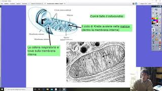 Respirazione cellulare Seconda Liceo Scientifico [upl. by Gilman530]