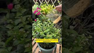 Plant care tips  DIY home remedies for plant growth  Homemade fertilizer for plants gardening [upl. by Yemirej]