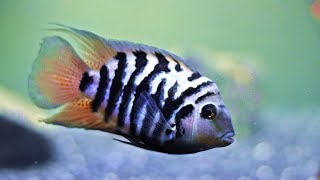 Get Convict Cichlids Heres Why [upl. by Slayton]