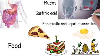 Malabsorption  Simply explained symptoms causes treatment [upl. by Rekoob]